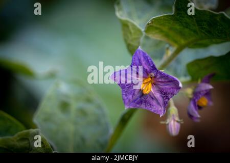 Selezionare la messa a fuoco ravvicinata melanzane tailandesi con fiore su foglia verde e albero con sfocatura sullo sfondo Foto Stock