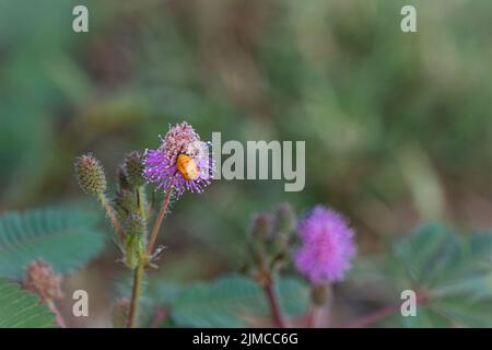 Primo piano di delicati fiori piante, Mimosa Pudica con piccola ape su blur sullo sfondo Foto Stock