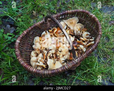 Cestino con Enoki (selvaggio), vellutipes Flammulina Foto Stock