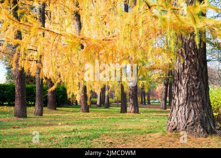 Autunno dorato, rami gialli luminosi di larice Foto Stock