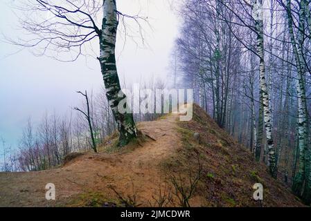 Misterioso paesaggio di dicembre misterioso nella foresta Foto Stock