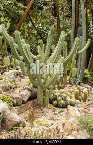 cactus come decorazione in un giardino con altre piante, carta da parati natura con spine nel giorno, belle piante Foto Stock