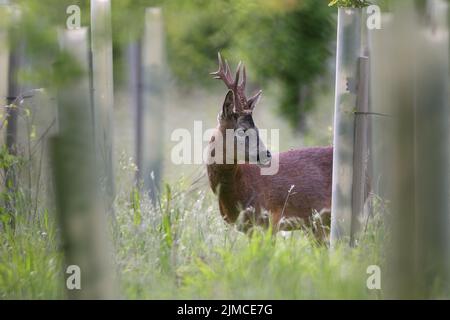 Il capriolo, noto anche come capriolo, capriolo occidentale, o capriolo europeo, è una specie di capriolo. Foto Stock