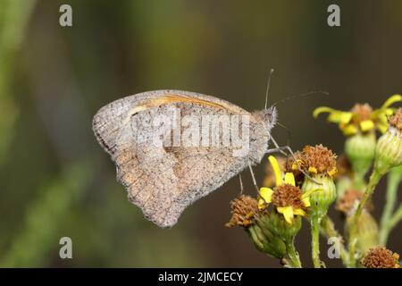 Il marrone prato è la specie di farfalle più abbondante in molti habitat. Centinaia possono essere viste insieme ad alcuni luoghi, volando basso sopra la vegetazione. Foto Stock