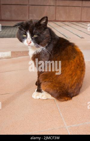 Un gatto di strada molto triste infelice siede su cemento caldo e si crogiolerà al sole in estate. Foto Stock