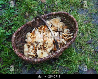 Cestino con Enoki (selvaggio), vellutipes Flammulina Foto Stock
