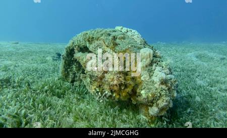 Il pesce Scorpione si trova sulla barriera corallina. Scorpionfish bearded (Scorpaenopsis barbata) . Mar Rosso, Egitto Foto Stock