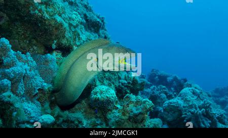 Primo piano ritratto di Moray con bocca aperta sbucciate dal suo nascondiglio. Moray Eel dal naso giallo (Gymnothorax nudivomer) Mar Rosso, Egitto Foto Stock