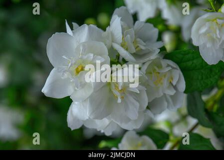 Fiori di un cespuglio di pipe europeo, arancio dolce mock (Philadelphus coronarius), Baviera, Germania Foto Stock