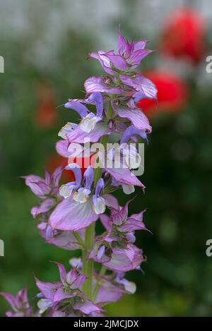 Clary (Salvia sclarea), Baviera, Germania Foto Stock