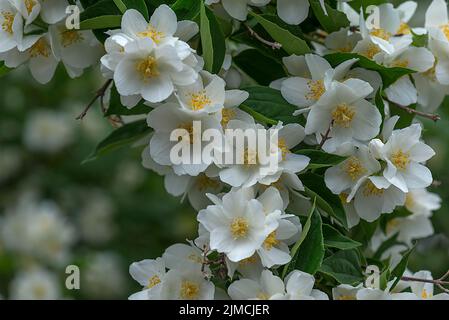 Fiori di un cespuglio di pipe europeo, arancio dolce mock (Philadelphus coronarius), Baviera, Germania, Europa Foto Stock