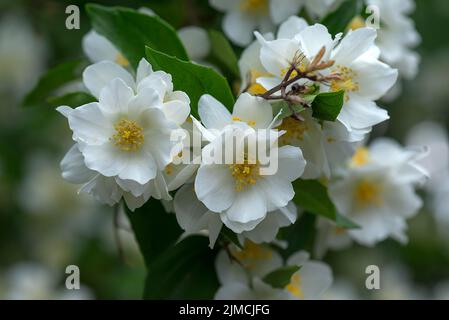 Fiori di un cespuglio di pipe europeo, arancio dolce mock (Philadelphus coronarius), Baviera, Germania Foto Stock