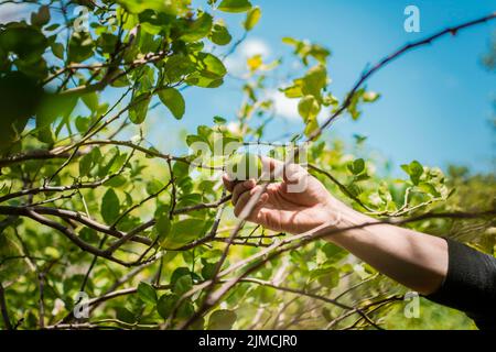 Mani di una persona che raccoglie i limoni verdi in un giardiniere, persona che raccoglie i limoni unmipe ad un giardiniere naturale. Concetto di persona che raccoglie i limoni in Foto Stock