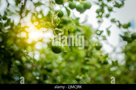 Limoni non maturi in un giardino con sfondo di limoni, raccolto di limoni verdi appesi sui rami. Limoni verdi su un ramo con sfondo di limoni Foto Stock