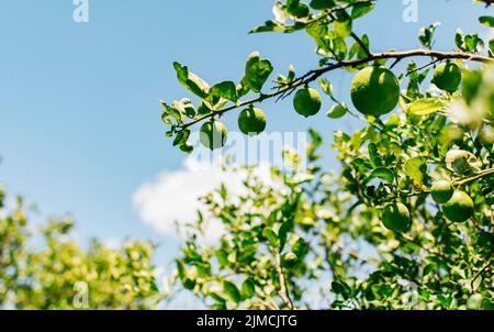 Limoni verdi su un ramo con sfondo cielo. Bei limoni unmature in un giardino con sfondo cielo blu, raccolto di limoni verdi appeso su Foto Stock