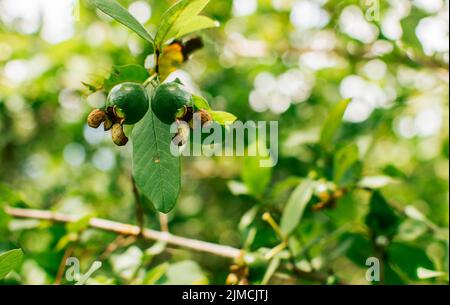 Guava fresca appesa su un ramo in una giornata di sole, Un paio di piccole guava crescenti appese su un ramo Foto Stock