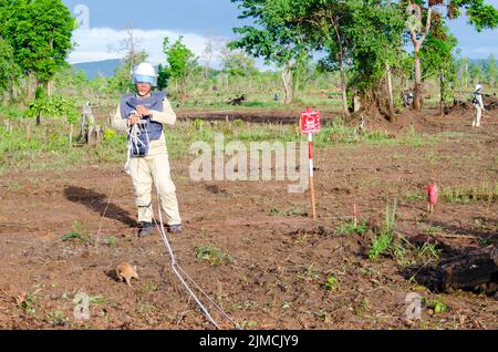 Ratti che sniffing fuori le mine terrestri in Cambogia Foto Stock