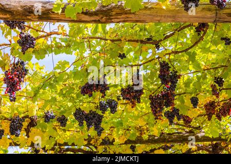 Uve rosse sul vitigno, nei pressi di Marling, Alto Adige, Italia Foto Stock