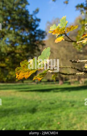 Primo piano su un ramo di una quercia in autunno Foto Stock