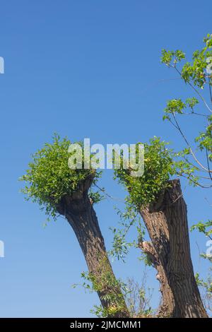 Nuove foglie verdi fresche germogliano da un tronco d'albero Foto Stock