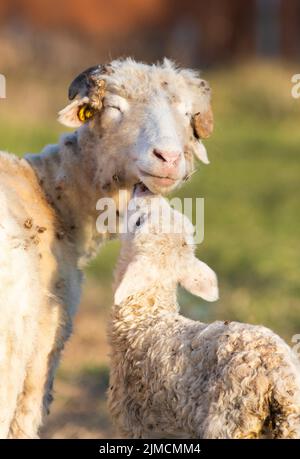 sfondo primavera di agnello e pecore carino pascoli Foto Stock