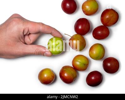 Prugna ciliegia in diverse fasi di maturazione. Varietà di prugne. Frutti rossi e verdi in mano. Tkemali. Isolamento di diverse specie dello stesso frutto Foto Stock