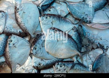 Razor moonfish (mene maculata) Pesce crudo Foto Stock