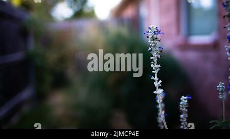 Un bel fiore ballare nel vento. Foto Stock