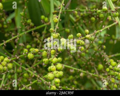 Semi di palma verde. Semi sull'albero. Piselli su una palma. Pianta nel sud. Foto Stock
