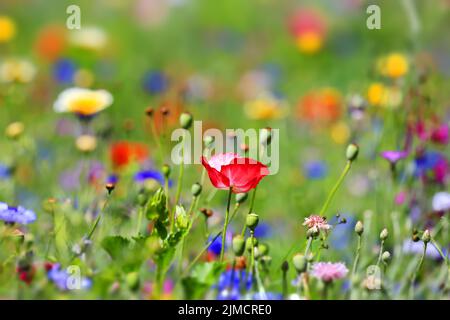 Coloratissimo prato fiorito con vari fiori selvatici con effetto tilt-shift Foto Stock