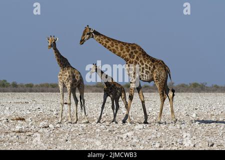 Giraffe angolane (Giraffa camelopardalis angolensis), maschio adulto con giovane femmina e volpe, su terreno arido, Parco Nazionale Etosha, Namibia, Africa Foto Stock