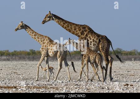 Giraffe angolane (Giraffa camelopardalis angolensis), maschio adulto, femmina giovane, volpe e springbok (Antidorcas marsupialis), camminando su terreno arido, E. Foto Stock