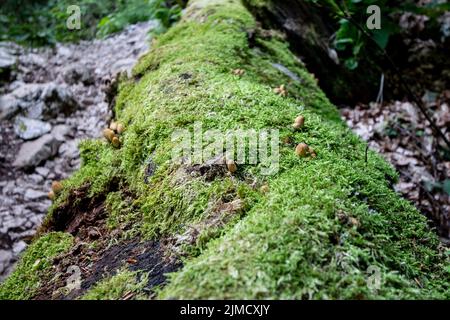 Immagine di un tronco di albero coperto di funghi e muschio. I mossi sono piccole piante non vascolari senza fiore nella divisione tassonomica di Bryophyta sensu st Foto Stock