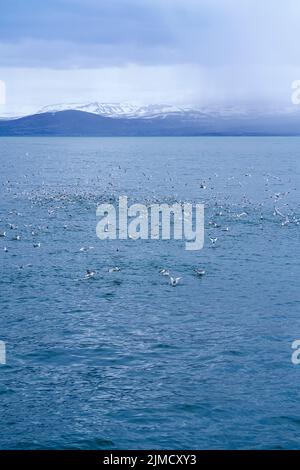 Scenario mozzafiato di gregge di gabbiani che si innalzano sopra l'oceano blu ondulato contro il cielo sovrastato in Islanda Foto Stock