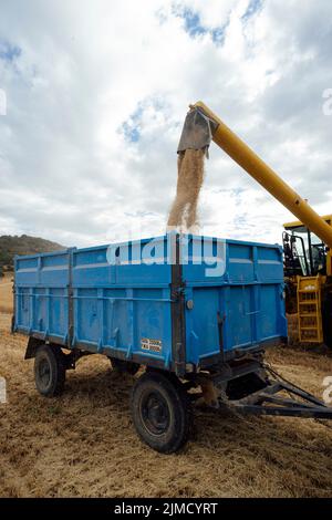 La mietitrebbia industriale scarica cereali gialli secchi nel rimorchio in campi agricoli con alberi verdi il giorno estivo in campagna Foto Stock