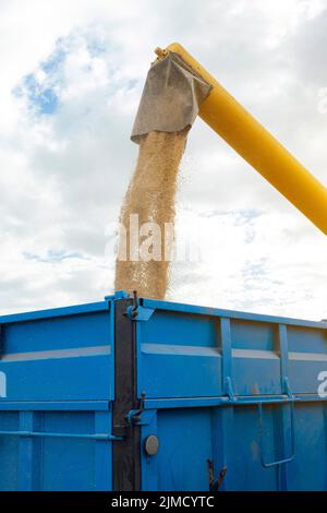 La mietitrebbia industriale scarica cereali gialli secchi nel rimorchio in campi agricoli con alberi verdi il giorno estivo in campagna Foto Stock