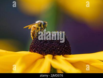 Primo piano di un Honeybee in cima a un fiore di Susan con gli occhi neri e la lingua fuori, pronto per impollinare. Foto Stock