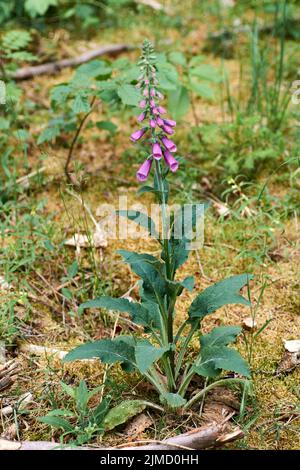 Fioritura vivace viola selvaggio rosa Foxglove Digitalis fiori su sfondo verde erba. Foto Stock