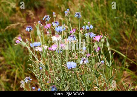 Fiore di Cornflower blu - nome latino - cyanus segetum Centaurea cyanus Foto Stock