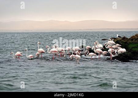 Fenicotteri rosa a Walvis Bay, Namibia Foto Stock