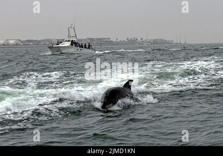 Delfino a Walvis Bay, Namibia Foto Stock