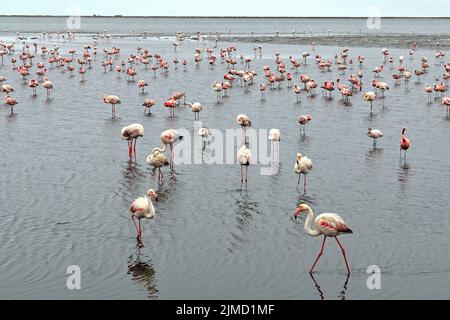 Fenicotteri rosa a Walvis Bay, Namibia Foto Stock
