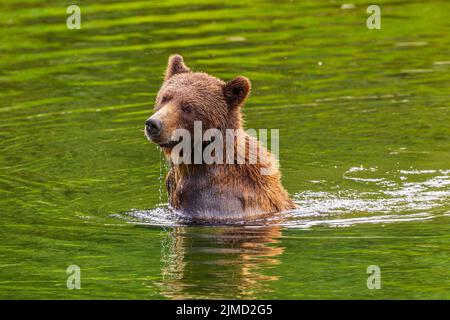 Un grosso orso grizzly (Ursus arctos) in un fiume con la testa e il masso che emerge dall'acqua Foto Stock