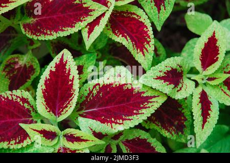 Foglie ornate di ortica di fiamma - Plectranthus scutellarioides (falso Plectranthe skullcap) Foto Stock