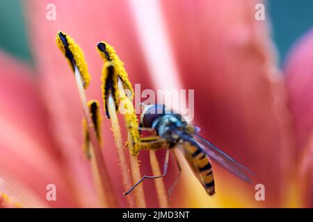 Vista closeup di un hoverfly - famiglia Syrphidae Foto Stock