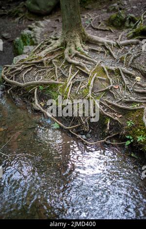 Antiche radici di alberi da ruscello di foresta Foto Stock