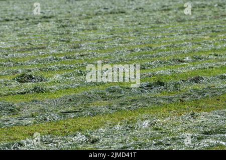 Erba tagliata di fresco su un pascolo nei Paesi Bassi Foto Stock