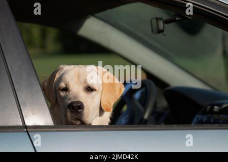 Labrador retriever cucciolo cane peeks fuori dalla finestra, mentre in attesa del proprietario in auto Foto Stock