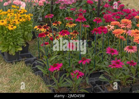 Pentole di flowersin grandi e colorate e poste su un po' di erba secca Foto Stock