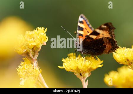 Farfalla luminosa e bella con gli occhi sulle ali su un fiore giallo Foto Stock